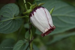 Codonopsis viridis